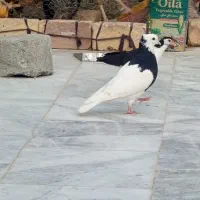 کبوتر