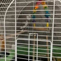 طوطی عروس هلندی(وایت فیس)|پرنده|لاهیجان, بازکیاگوراب|دیوار