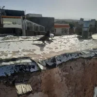 کبوتر