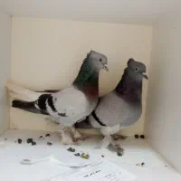 دو جفت سبز کفتر سبز دم سفید عطیقه|پرنده|تهران, تهرانپارس جنوبی|دیوار