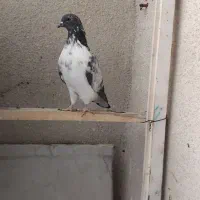 کبوتر