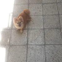 پامرین نژاداصلی عروسکی ۲ساله|سگ|بومهن, |دیوار