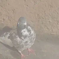 کبوتر‌لس‌رایگان