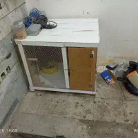 جفتگاه کفتر و طوطی و عروس