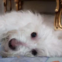 سگ گمشده نر.اسلامشهردرتاریخ1404/5/16.|حیوانات|اسلامشهر, شهرک قائمیه|دیوار