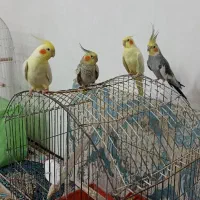 عروس هلندی سخنگو و دستی