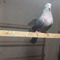 کبوتر پرشی|پرنده|بندر ترکمن, |دیوار