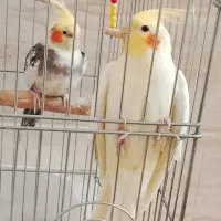 عروس هلندی