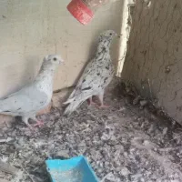 ی جفت کفتر ی سار با ی زاغ کاکلی