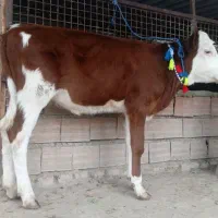 2 عدد گوساله سیمینتال ماده قرمز شرابی 4 ماهه|حیوانات مزرعه|گنبد کاووس, |دیوار