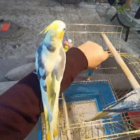 عروس نر دوکت لوتینو سخنگو|پرنده|قم, انسجام|دیوار