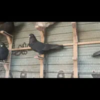 کبوتر کلاغ سیاه پرشی|پرنده|مشهد, تربیت (صدف)|دیوار