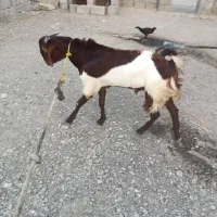 کهره نر|حیوانات مزرعه|میناب, |دیوار