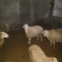 فروش گوسفند مغانی