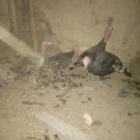 بوقلمون نروماده|حیوانات مزرعه|زهک, |دیوار