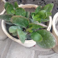 تعویض گل|گل و گیاه طبیعی|شیراز, مسلم|دیوار