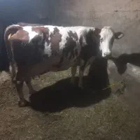 گاو شبری|حیوانات مزرعه|نظر کهریزی, |دیوار