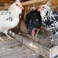 تخم مرغ نطفه دار گلین ریشی چهل تاج|حیوانات مزرعه|شاهینشهر, گزبرخوار|دیوار