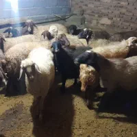 ۲۰راس گوسفند داشتی ابستن|حیوانات مزرعه|دهگلان, |دیوار