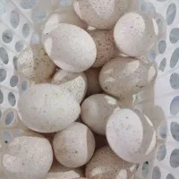 تخم‌مرغ نطفه دار بوغلمون