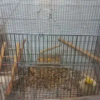 لوتینو مولد تخم گذار