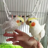 ۲عدد عروس هلندی دستی سوخنگو