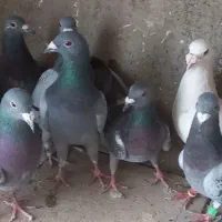 کبوتر آلمان|پرنده|نیشابور, شهید بهشتی|دیوار