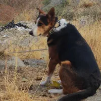 سگ پیدا شده