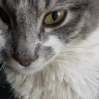 گربه میکس واگذاری رایگان