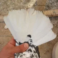 کفتر نر قاره