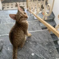 واگذاری رایگان بچه گربه