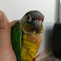 گرینچیک سخنگو