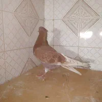 کبوتر غریب|حیوانات|رشت, معلولین|دیوار