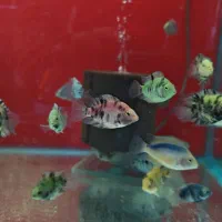 ماهی آکواریوم دلسا|ماهی|خمین, |دیوار