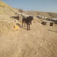 یک سگ خوب و باهوش برای نگهبانی|سگ|سلطانیه, |دیوار