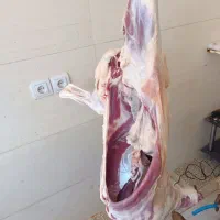 قصاب،گوشت گوسفند،کهره،بره،دام زنده