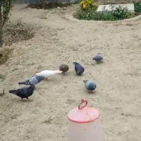 کبوتر