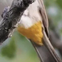قناری اهلی و بخون