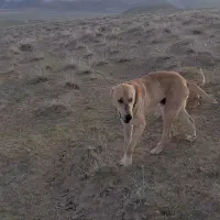 باتور واگذاری