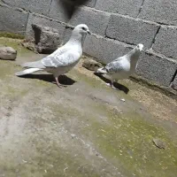 کبوترپلنگ|پرنده|گنبد کاووس, |دیوار