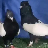 کبوترسینه ای واکسی|پرنده|داران, |دیوار