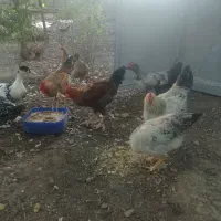 خروس جوان
