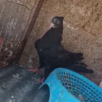 جوجه دمی سیاه نر