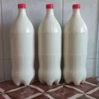 شیر گوسفندی