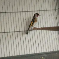 دو عدد سهره هر دو نر بخون متولد قفس