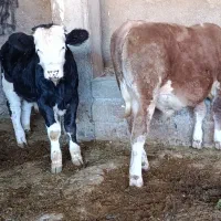 دوراس گوساله نر سیمینتال جنس یک یک آنتیک|حیوانات مزرعه|چگنی, |دیوار