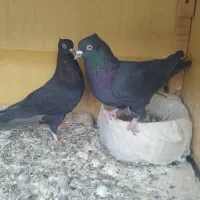 کبوتر بوشهری|پرنده|بوشهر, |دیوار