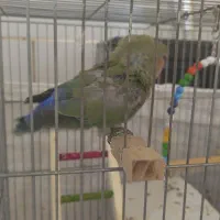 جوجه کوتوله برزیلی|پرنده|شهرضا, |دیوار