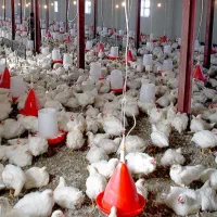 جویای کار در مرغداری