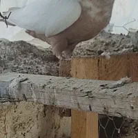 کبوتر دمبی|پرنده|محمدیه-قزوین, |دیوار